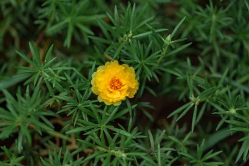Free flower Stock Photo