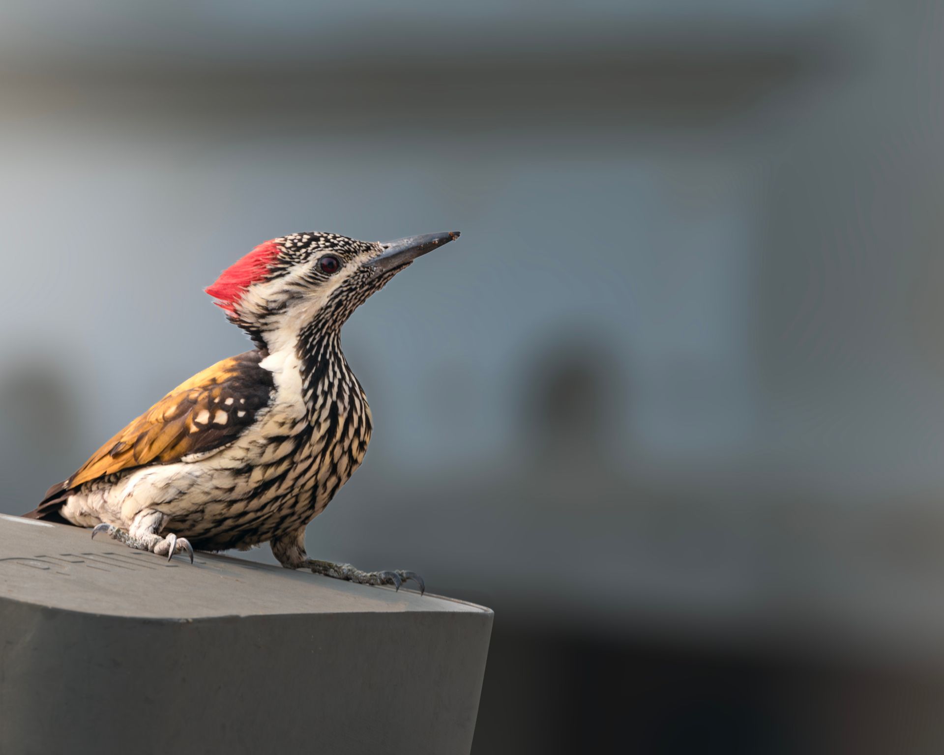 Close-up of a vibrant woodpecker with a red crest perched outdoors, showcasing its unique plumage.