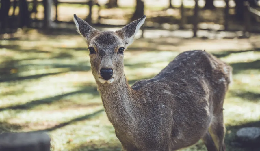 Parc de Nara