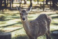 Close-up of a sika deer in Nara Park, Japan, during the day.