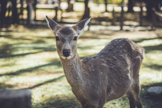 Close-up of a sika deer in Nara Park, Japan, during the day.