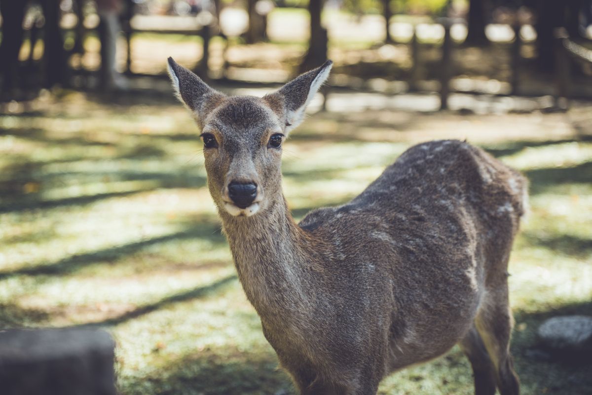 A sika deer looking at the camera in Nara Park — 1,200 deer roam freely throughout the city