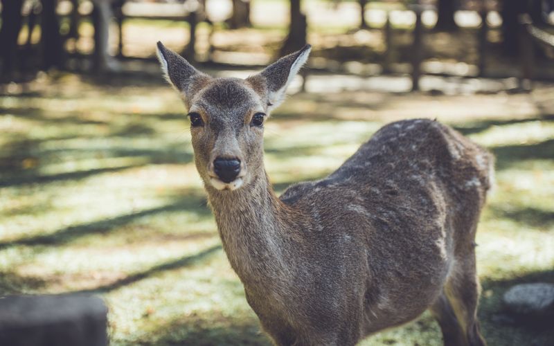 Nara Park Japan autumn maple deer trees