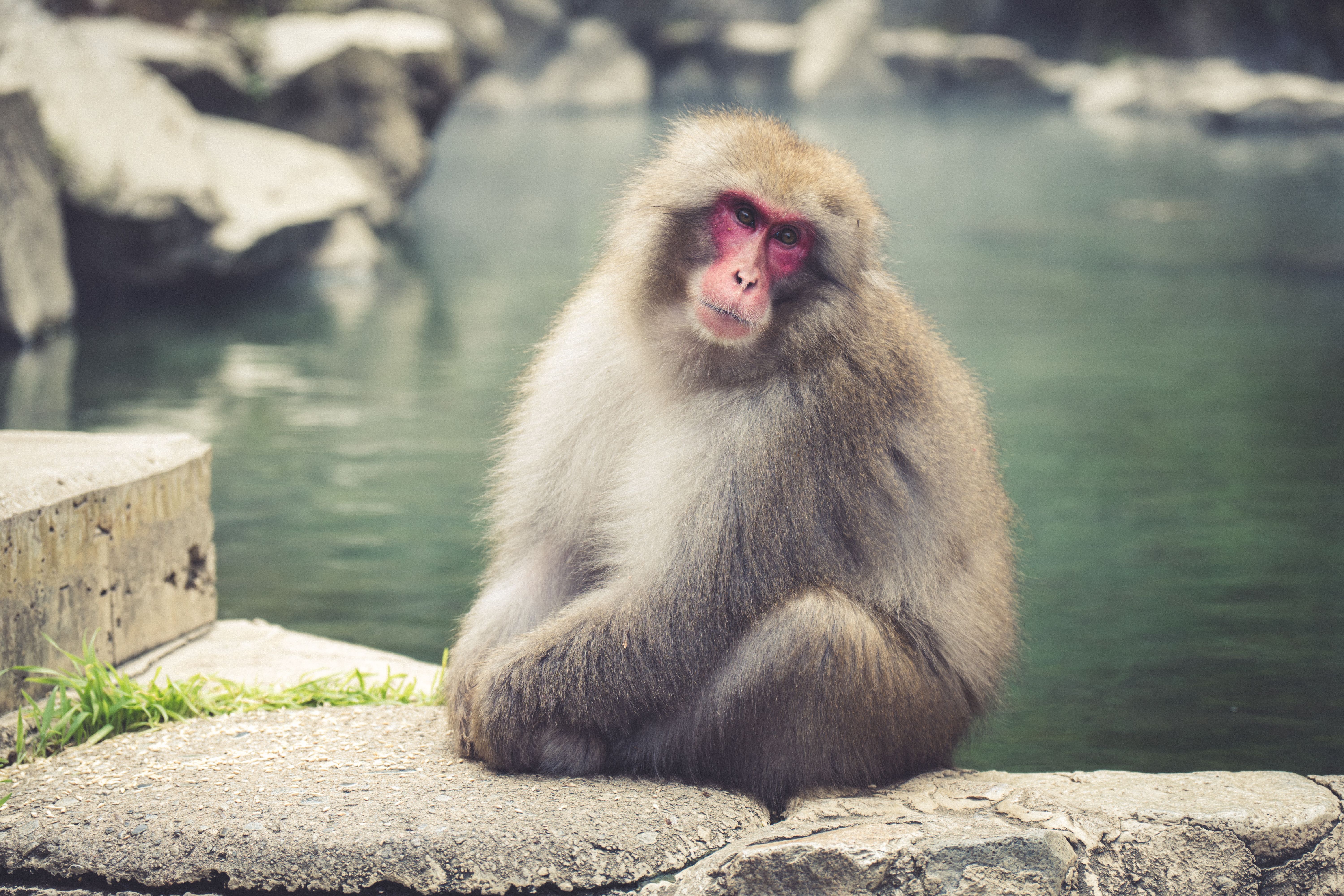 Jigokudani Monkey Park (Snow Monkeys) Hot Spring Monkeys