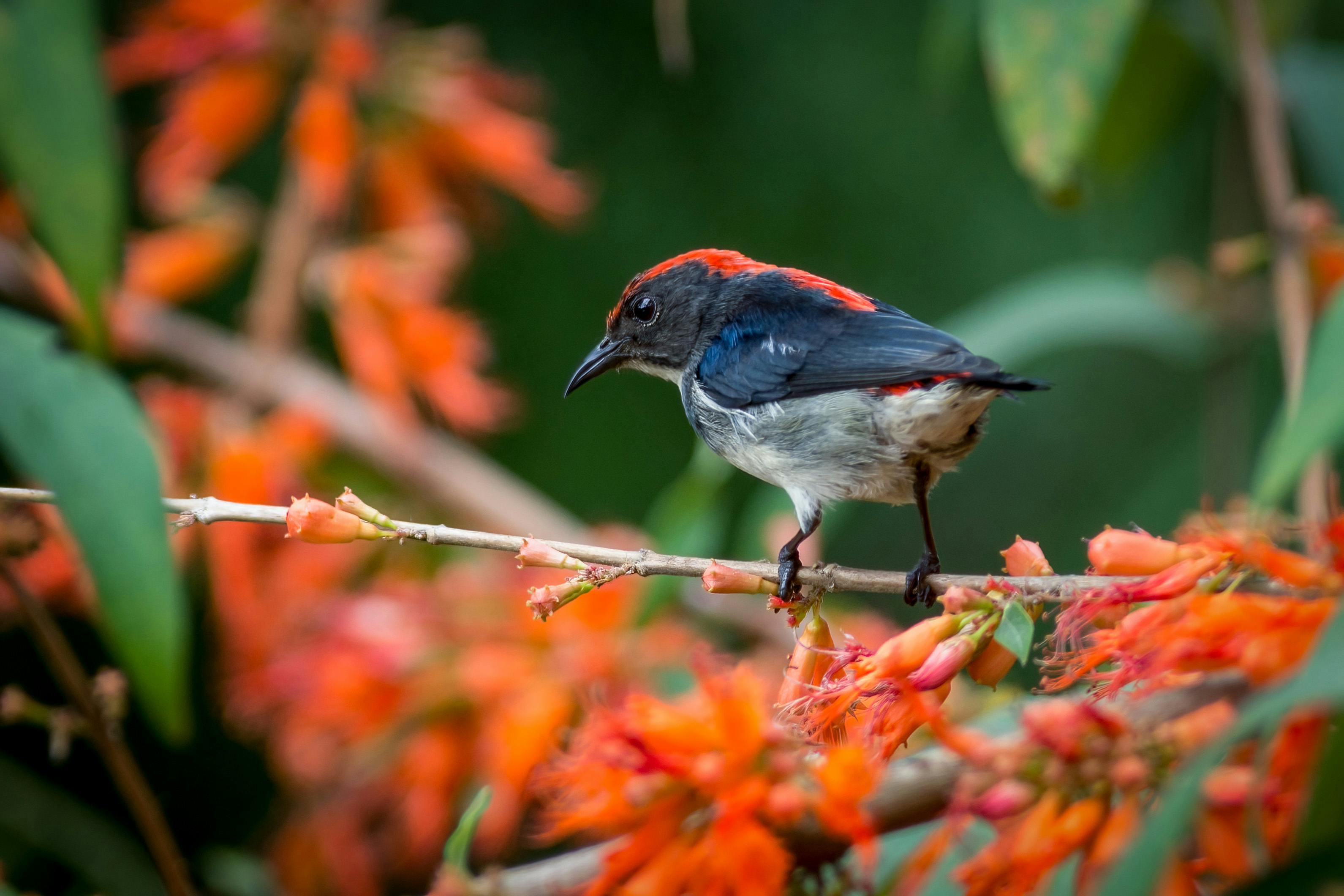 A Scarlet-backed Flowerpecker perched among vivid orange blooms in a lush setting.