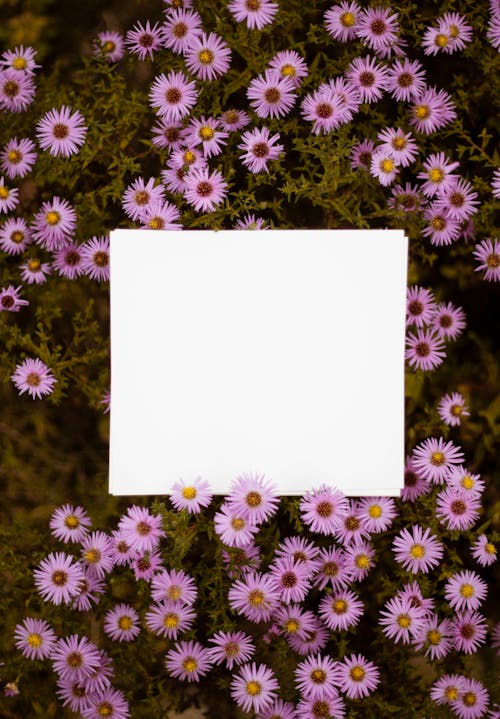 Free White Paper on Pink Petaled Flowers Stock Photo