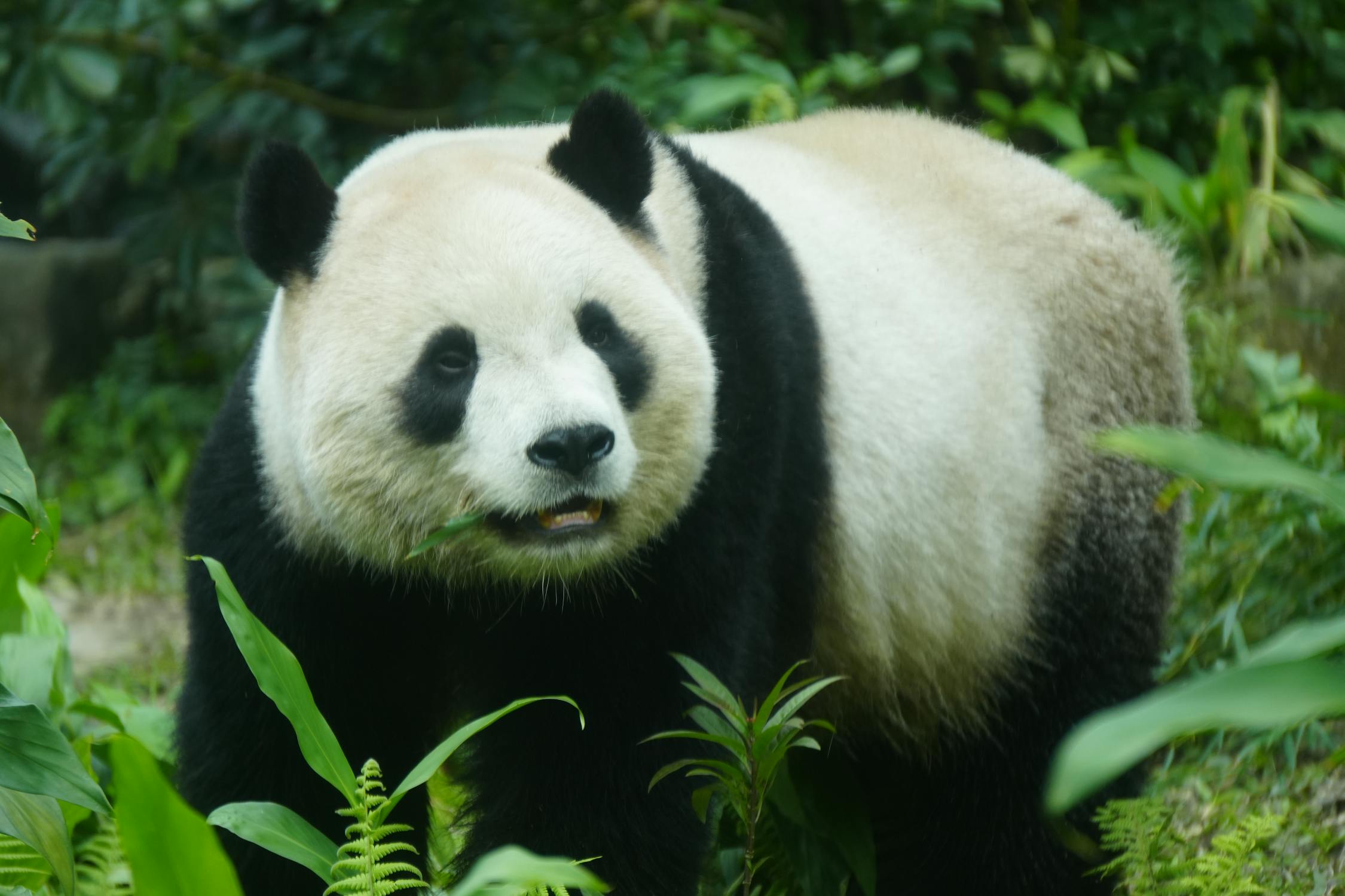 Close-up of Giant Panda in Natural Habitat · Free Stock Photo