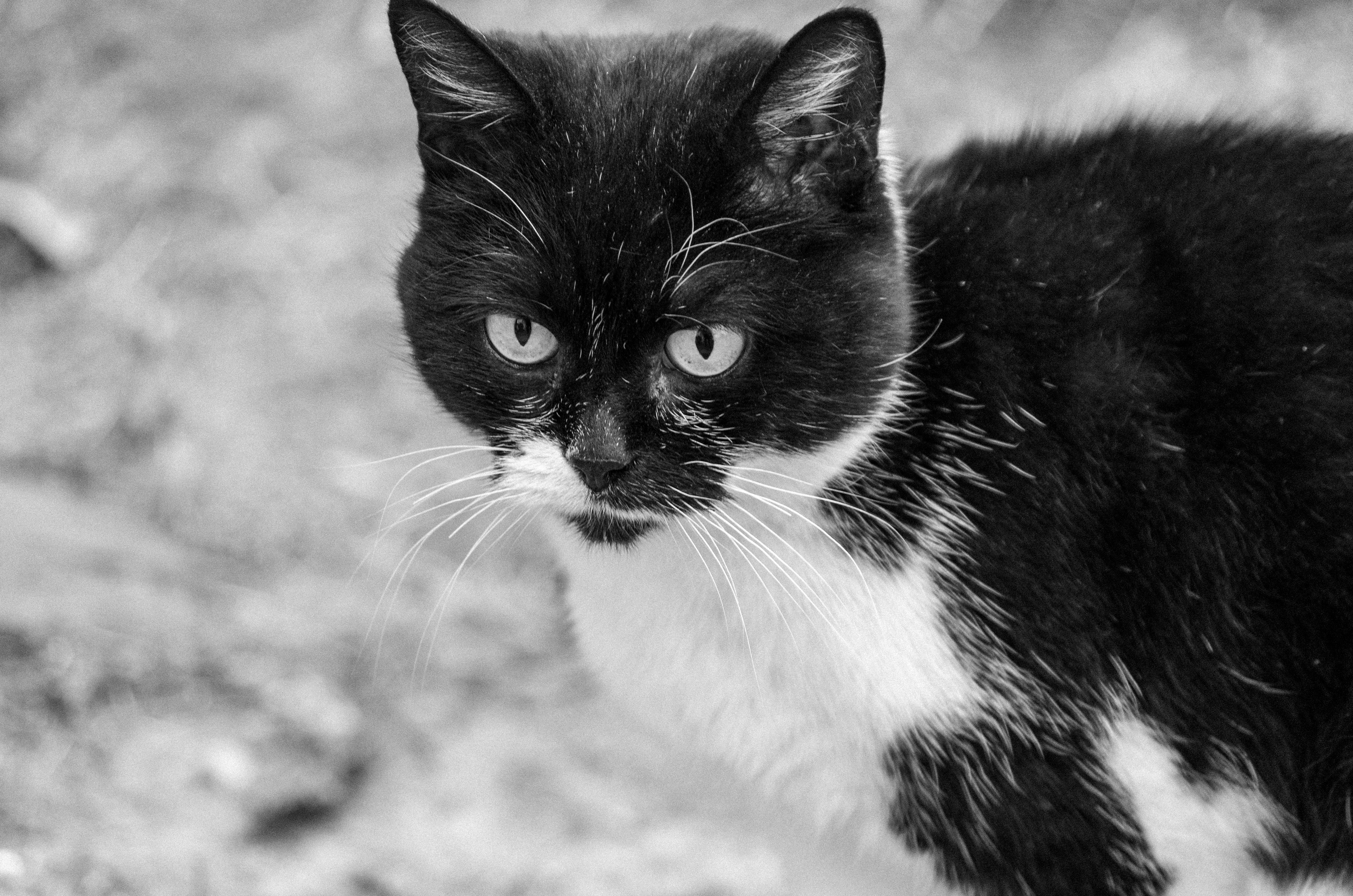 Veterinary care for a cat