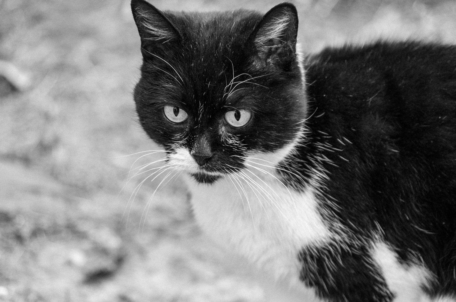 Veterinary care for a cat