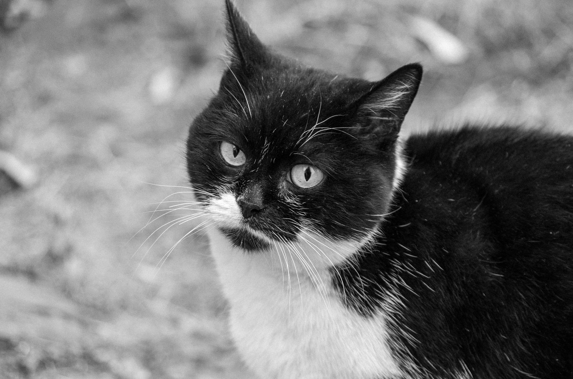 Portrait of a cat at a veterinary clinic