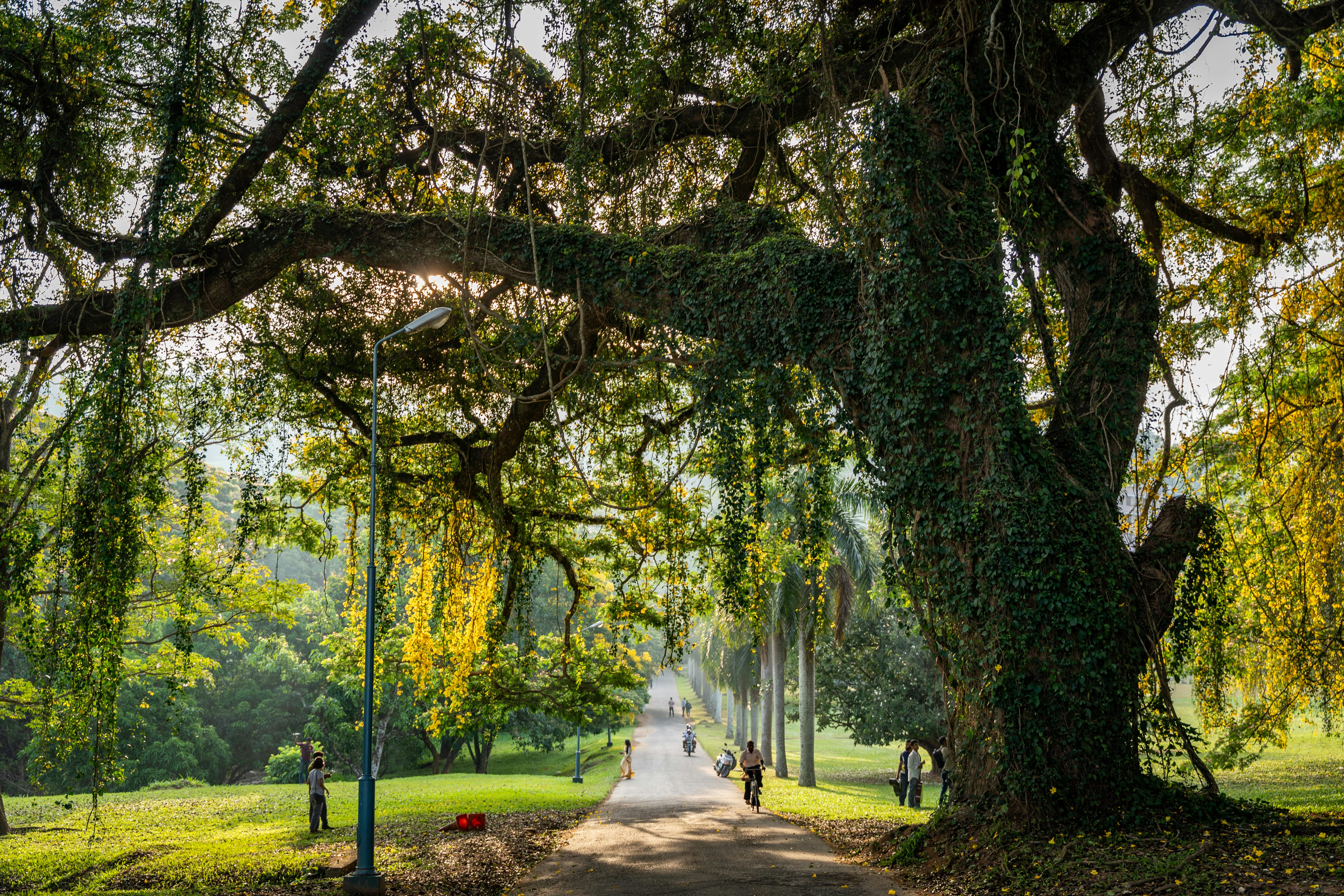 Peaceful pathway under sprawling trees at the University of Peradeniya, Sri Lanka.