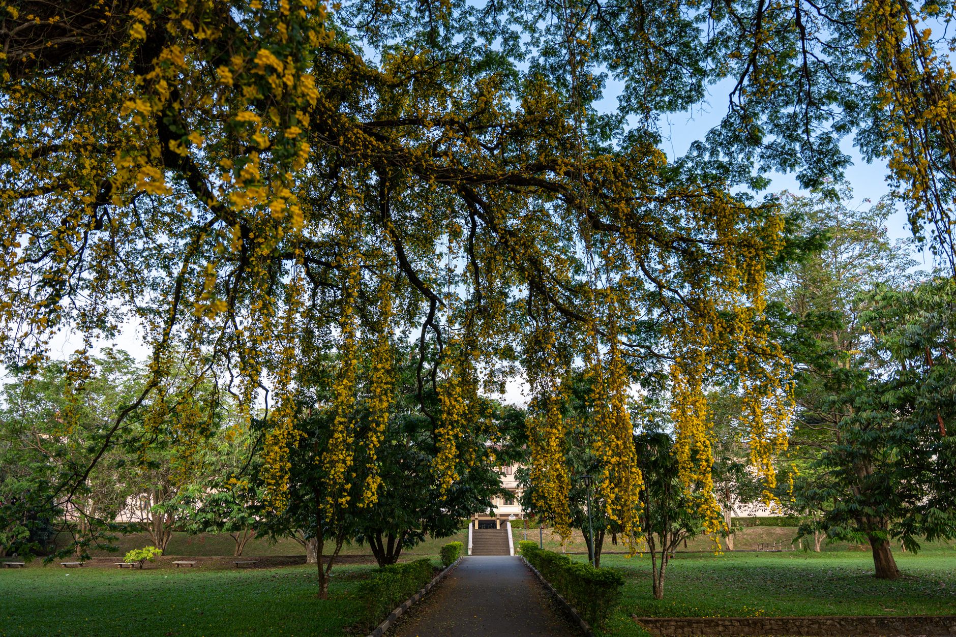 kandy botanical garden peradeniya sri lanka tropical plants trees avenue