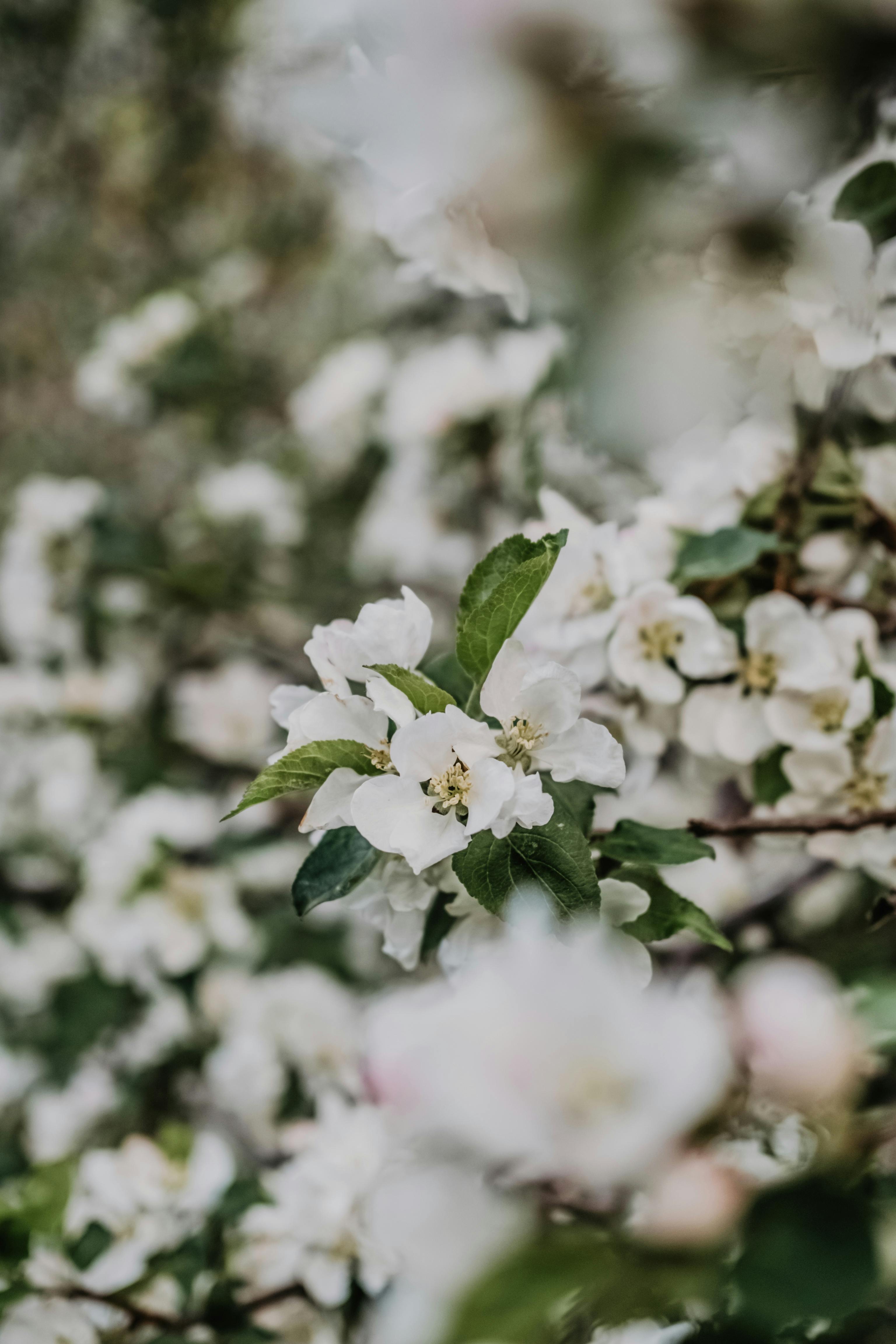 Delicate white apple blossoms in full bloom on a spring day.
