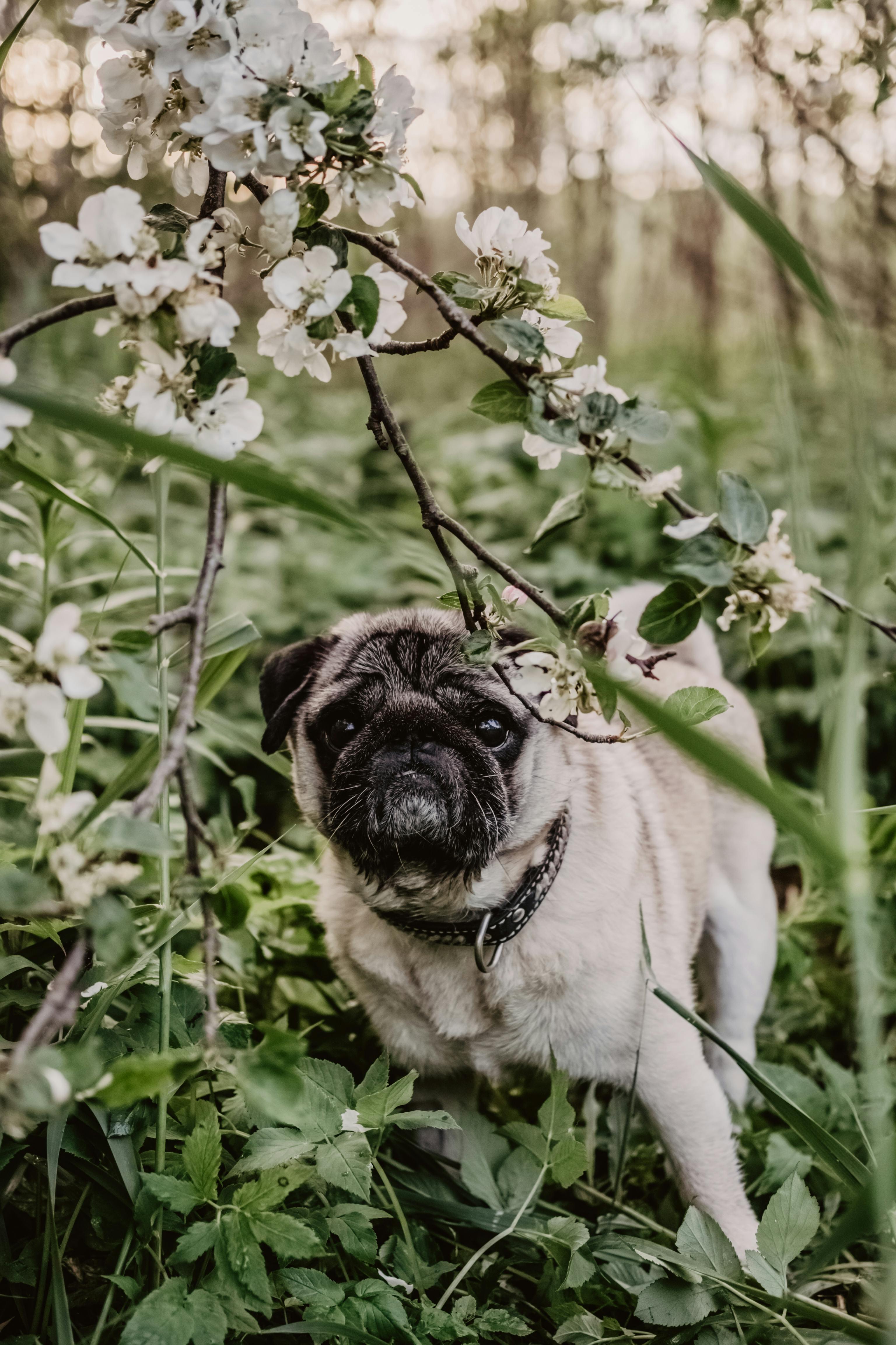 A pug dog stands among blooming flowers in a lush garden, exuding calmness.