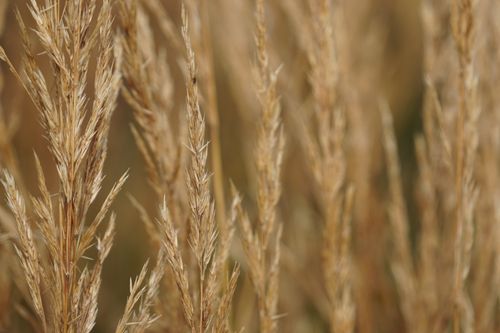 Free Detailed view of golden wheat stalks in an autumn field, emphasizing natural textures. Stock Photo