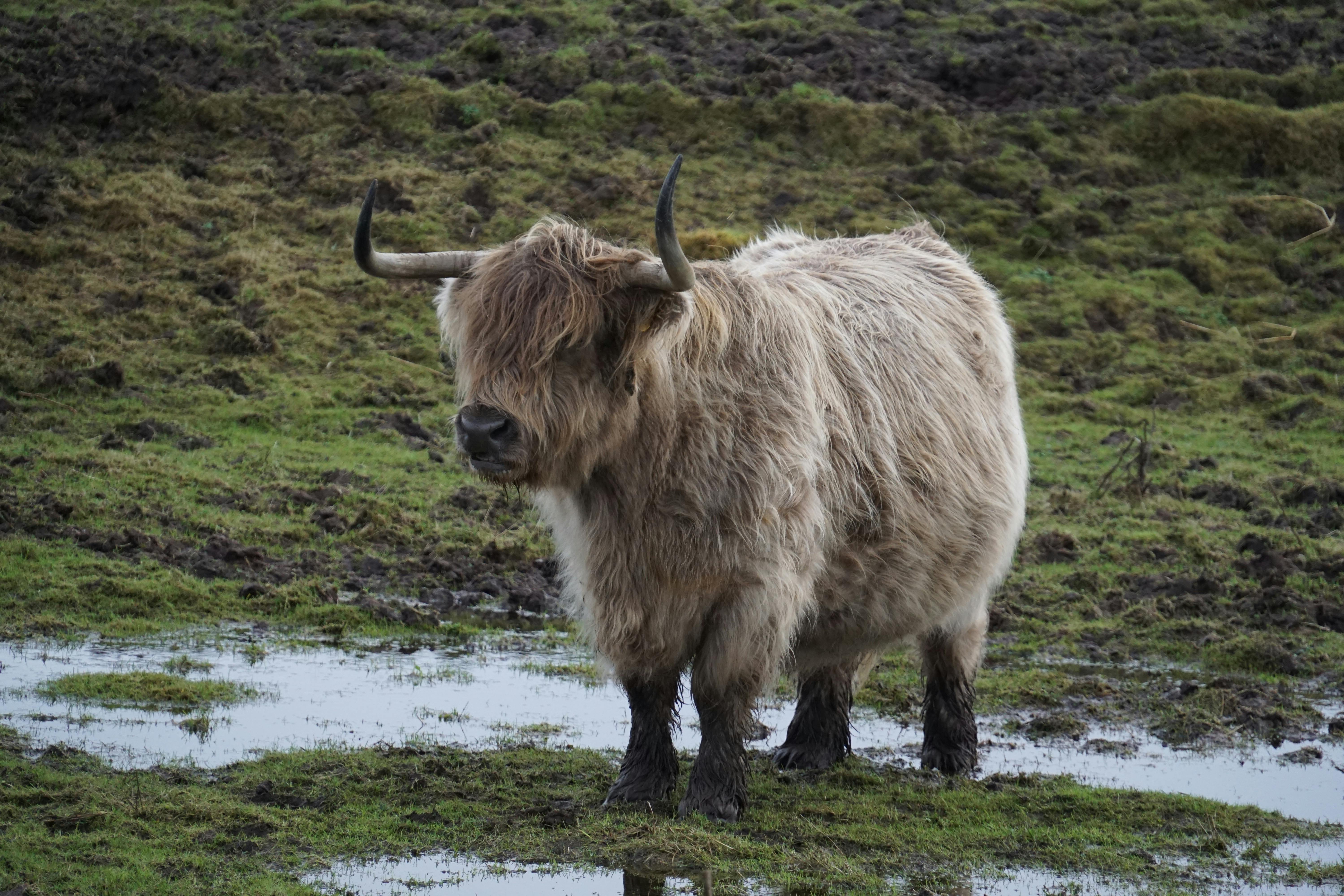 Gratuit Photos gratuites de agriculture, animal, animal à cornes Photos