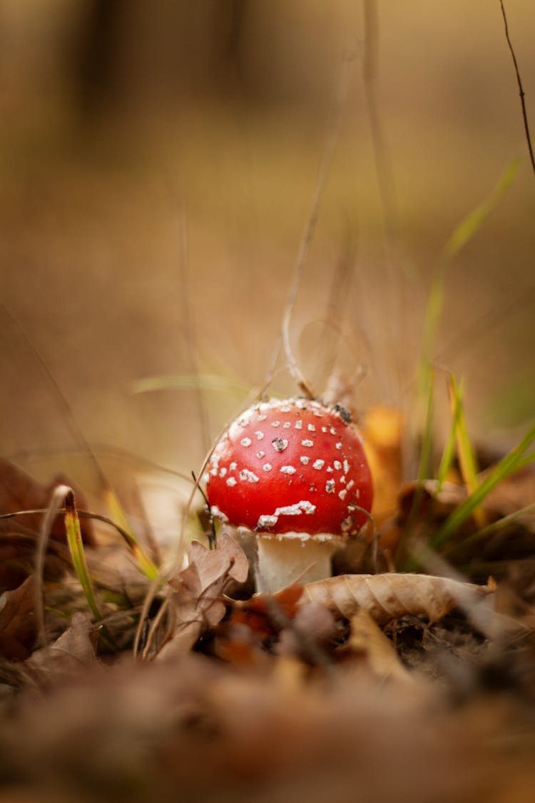 Green Agaric Mushroom