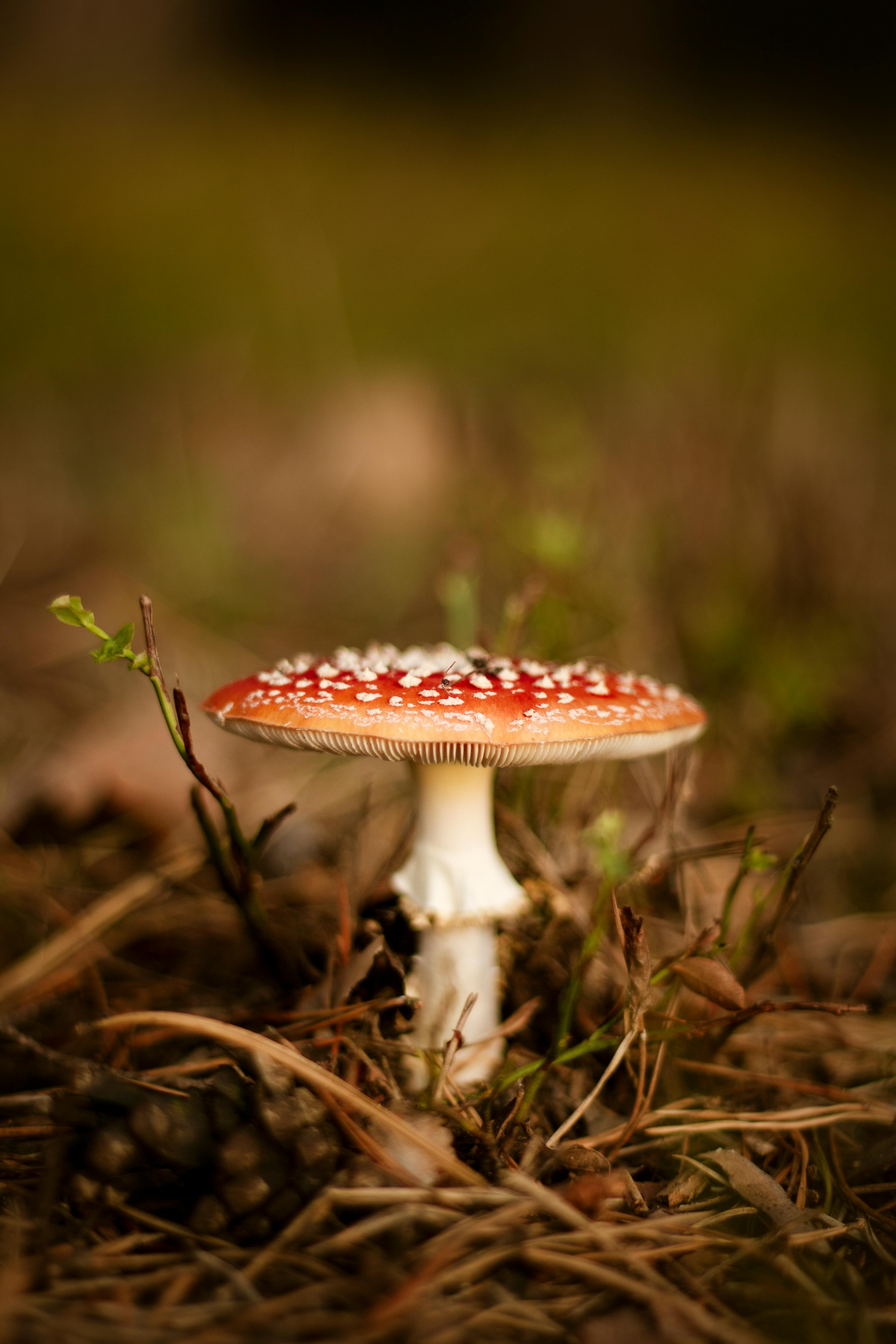 macro photography of red and brown mushroom