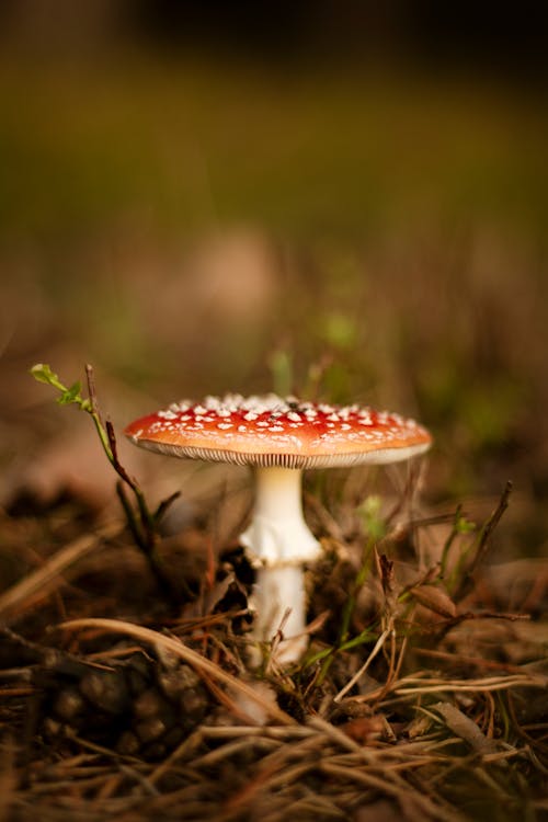 Free Macro Photography of Red and Brown Mushroom Stock Photo