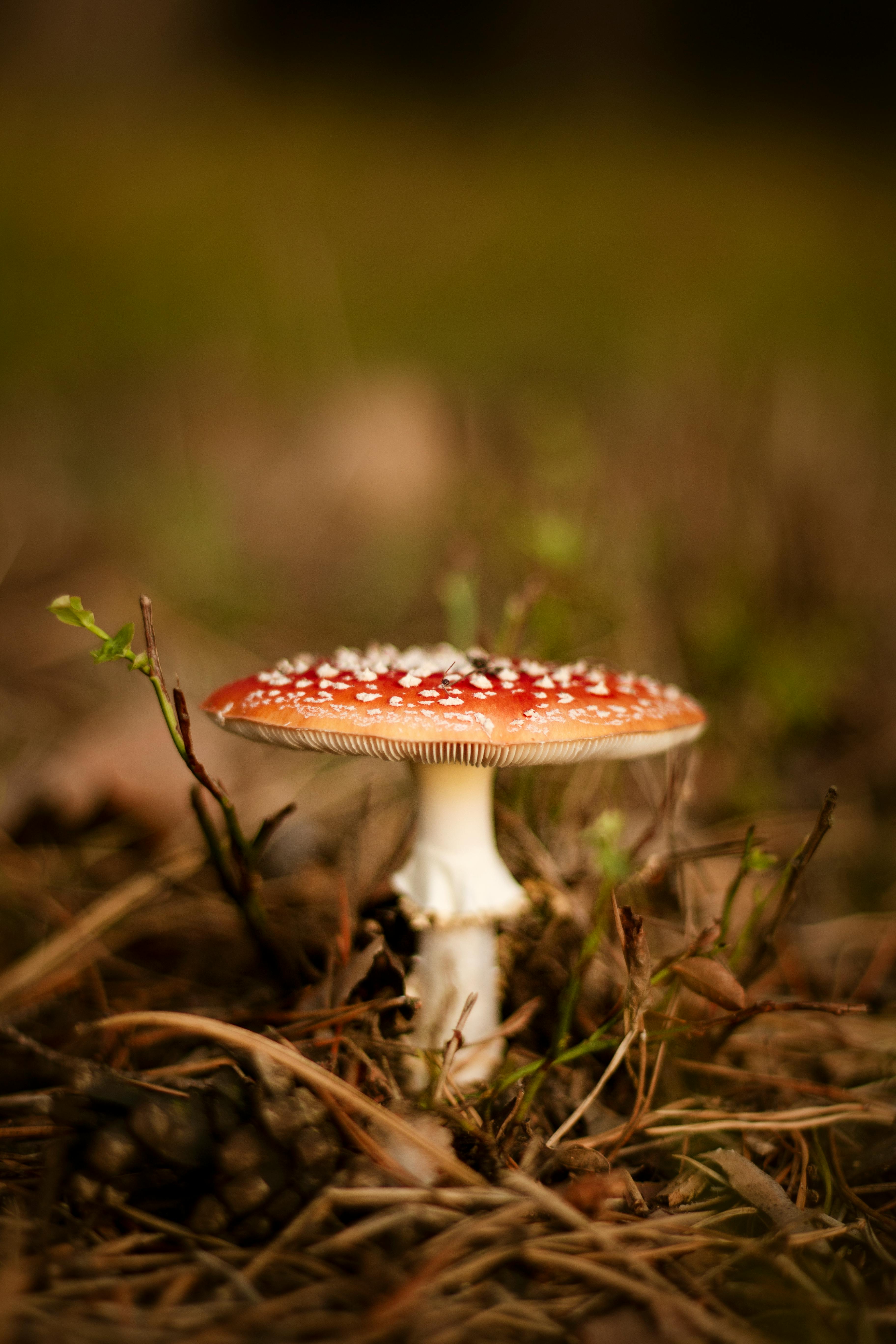 White Mushrooms Digital Wallpaper · Free Stock Photo