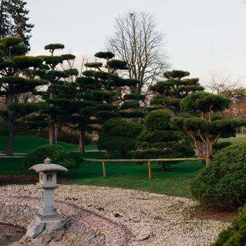 A peaceful Japanese garden featuring sculpted trees and a traditional stone lantern.（イメージ）