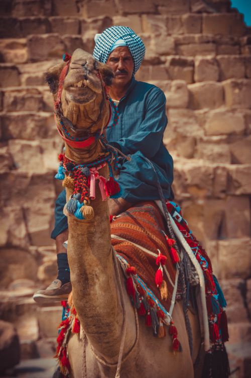 Free Man riding a decorated camel near the pyramids of Giza, showcasing Egyptian heritage and culture. Stock Photo