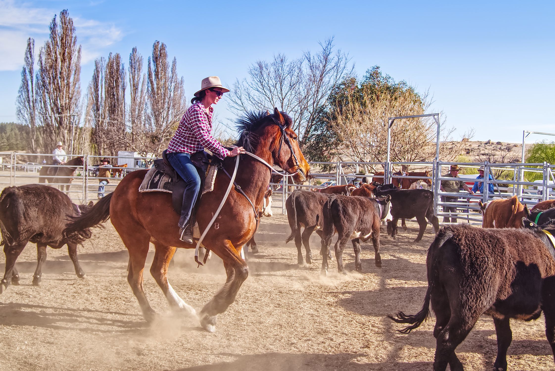Cowboy Wrangling Cattle on a Dusty Ranch ยท Free Stock Photo