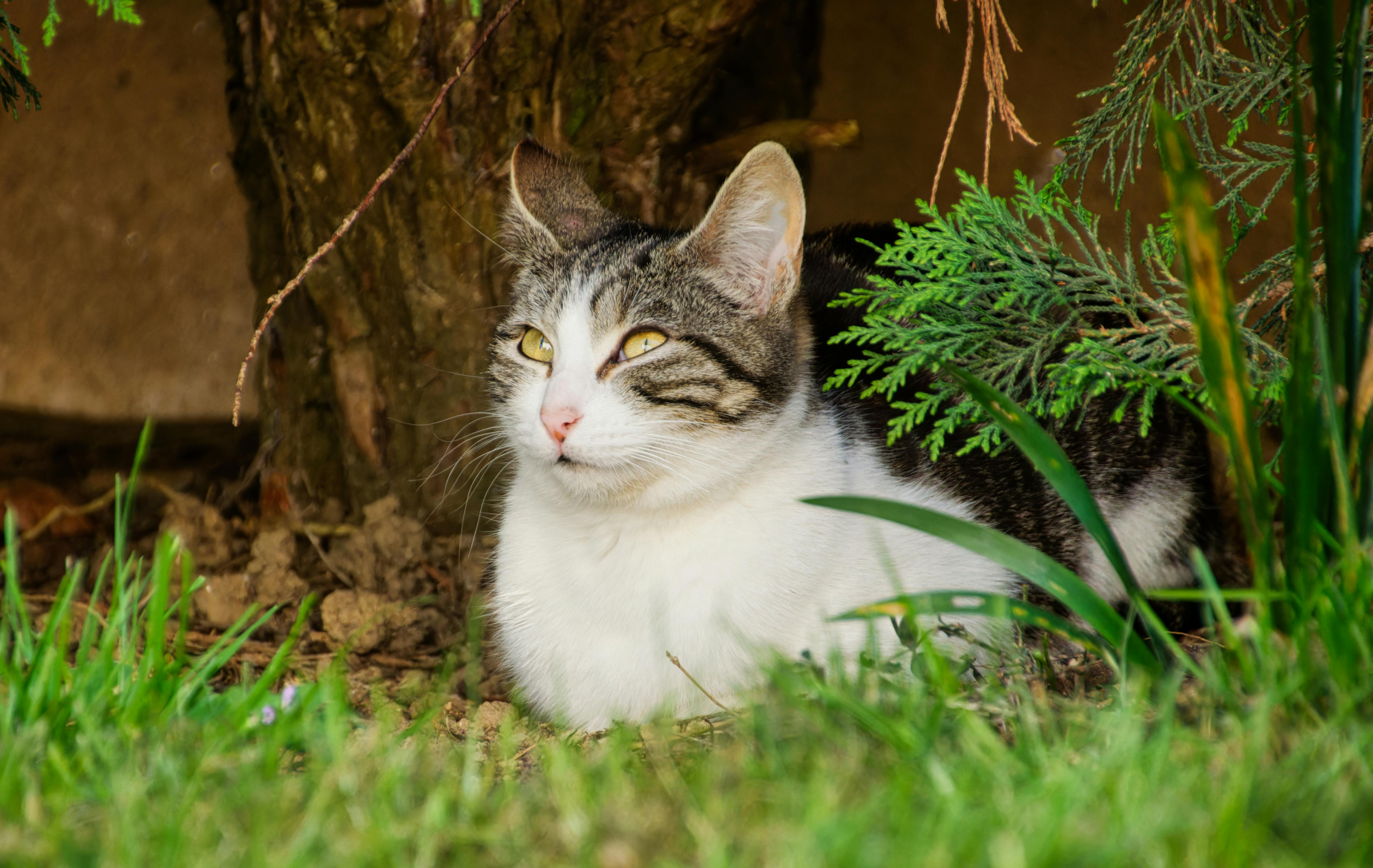 Spring Season Pet Safety Tips - WGN — Photo by Fred Augé on Pexels