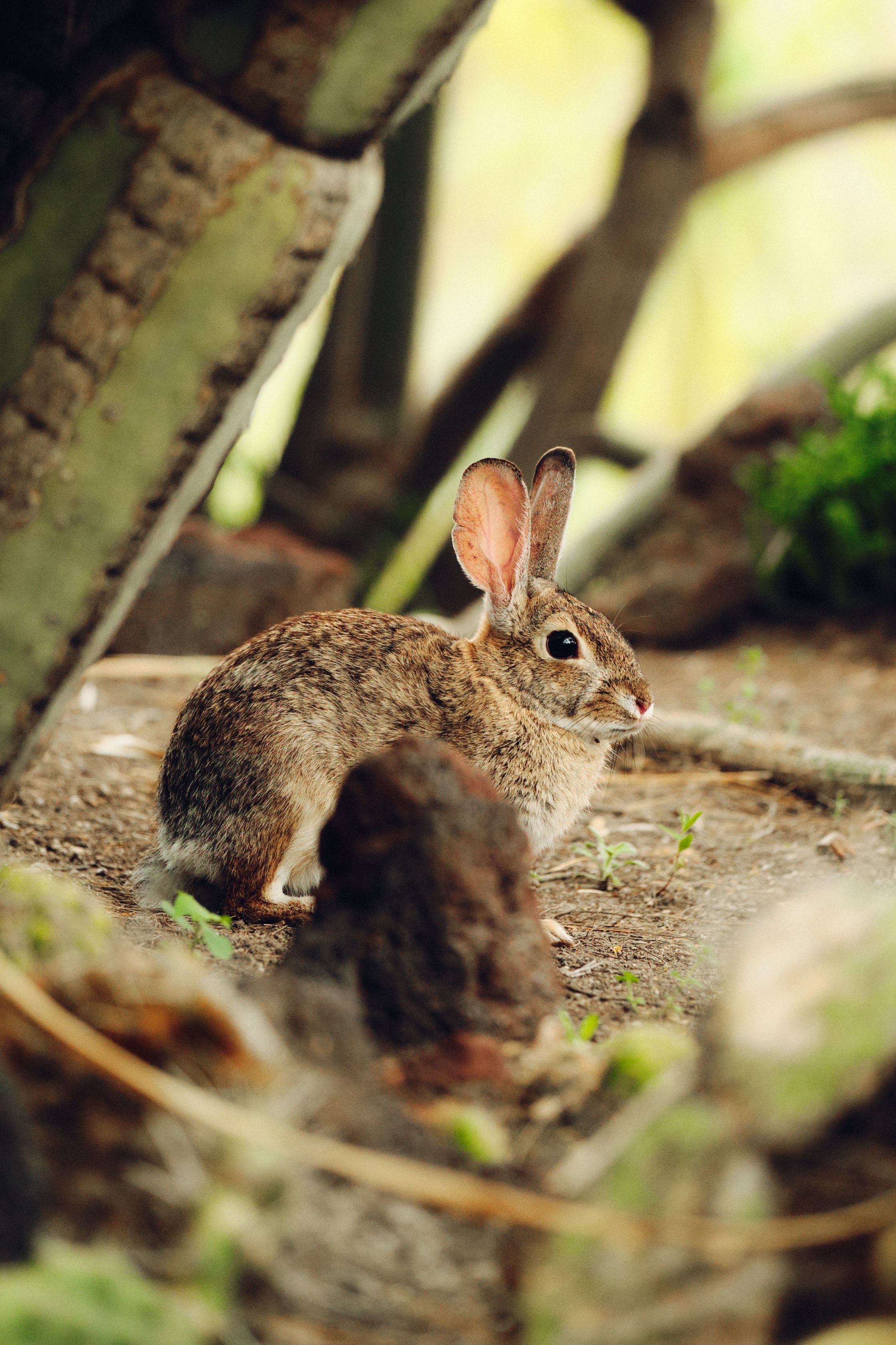Wild Rabbit in Botanical Garden Setting · Free Stock Photo
