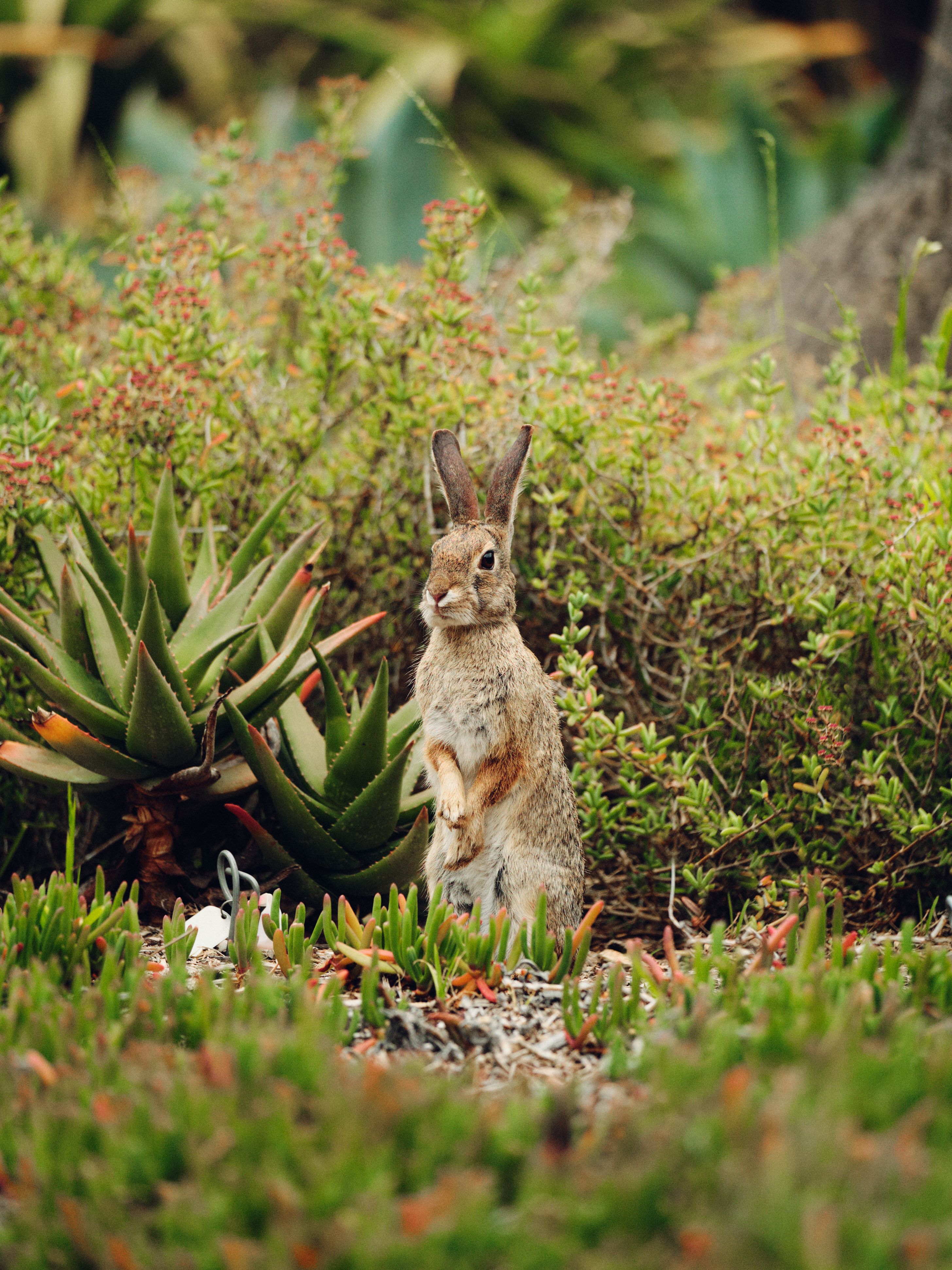 Wild Rabbit in San Marino Botanical Gardens · Free Stock Photo