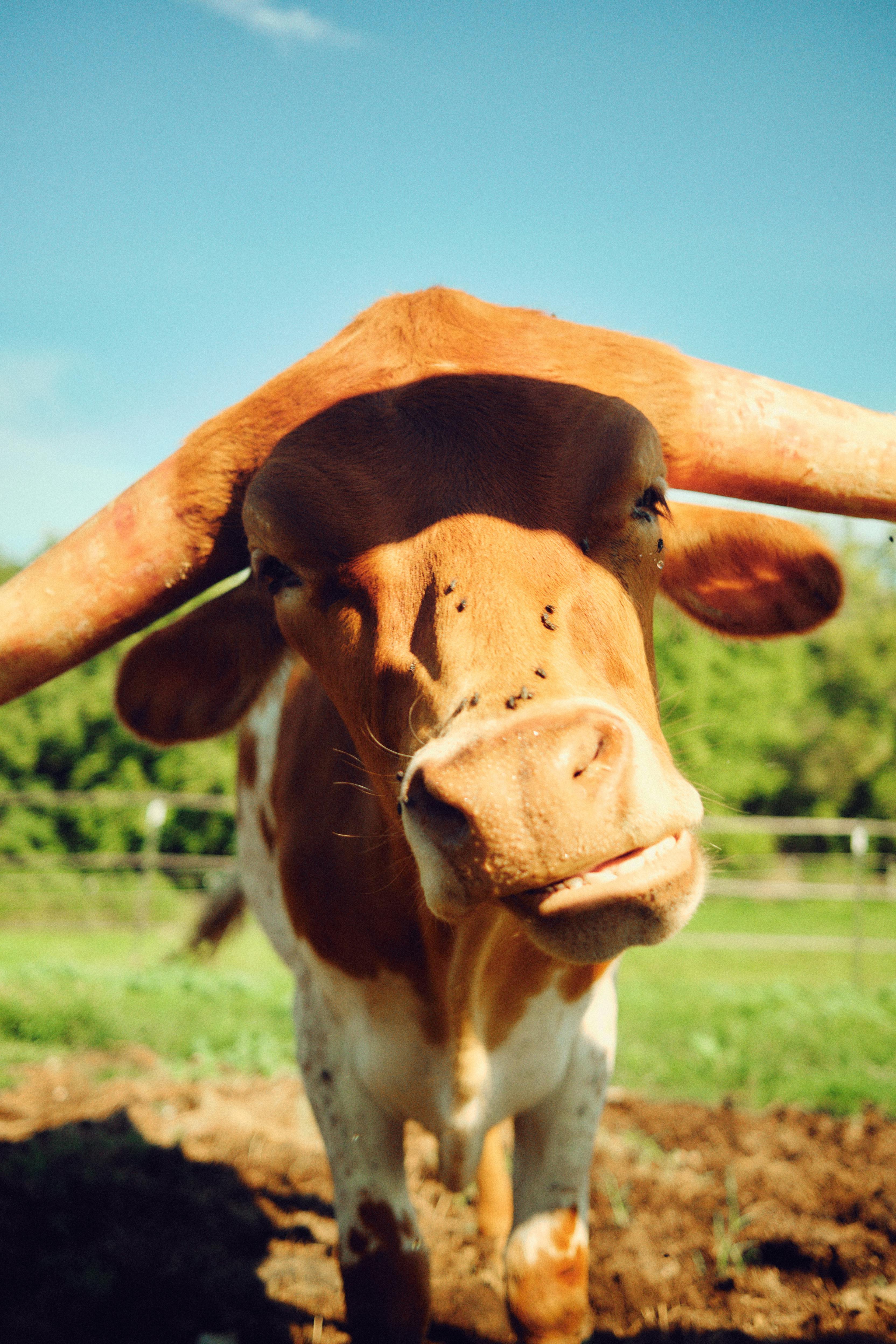 Gratuit Portrait De Vache Brune Photos