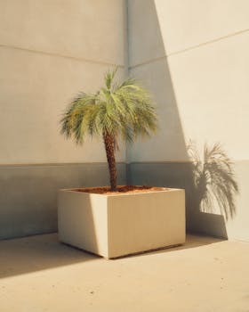 A solitary palm tree in a pot casting serene afternoon shadows.