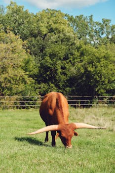 Brown longhorn cow grazing peacefully in a lush Wisconsin field with green trees in the background.