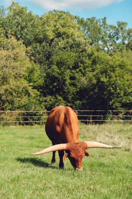 Brown longhorn cow grazing peacefully in a lush Wisconsin field with green trees in the background.