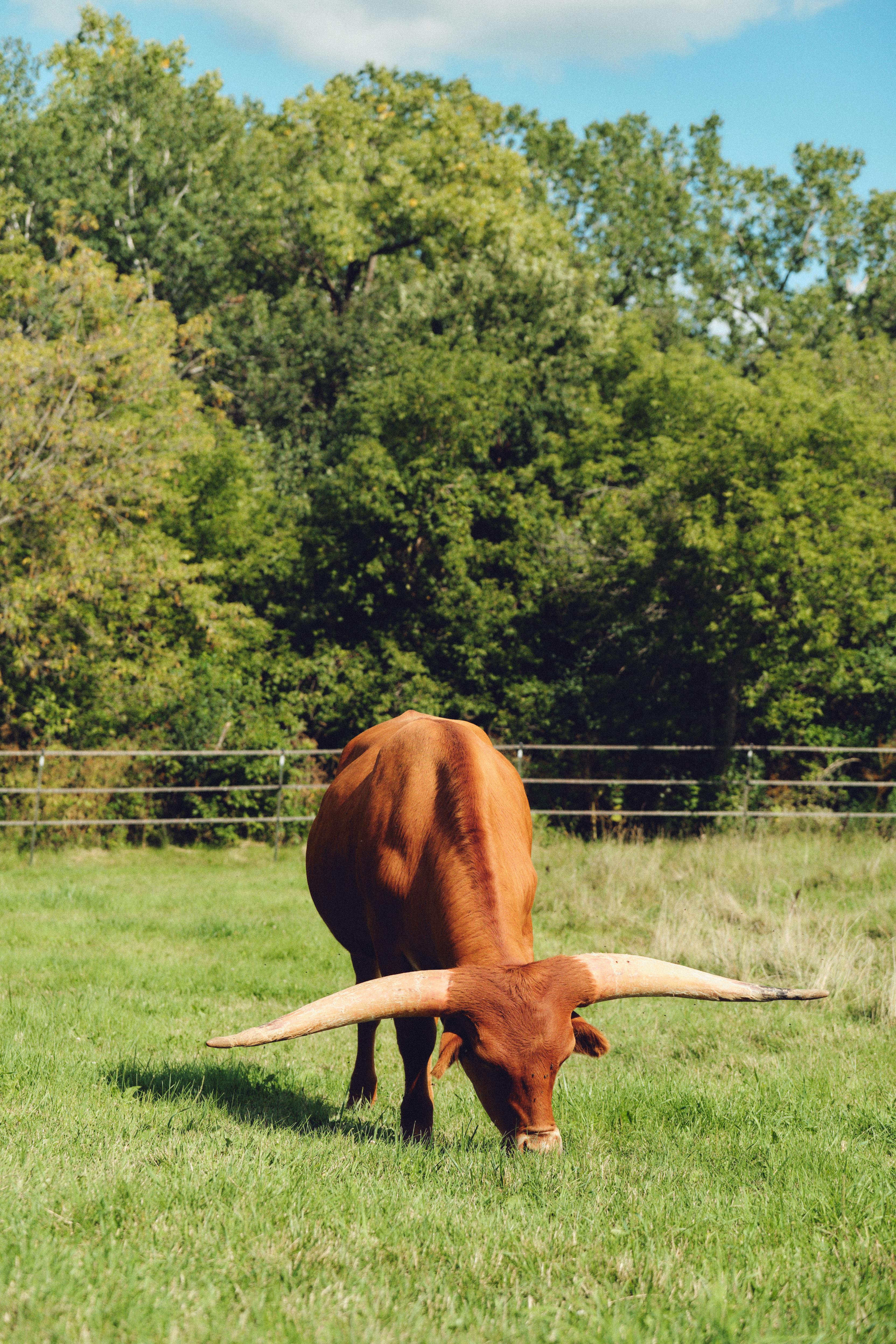 Gratuit Vache brune à longues cornes paissant paisiblement dans un champ luxuriant du Wisconsin avec des arbres verts en arrière-plan. Photos
