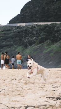 Dog joyfully runs on a sandy mountain beach with people in the background.
