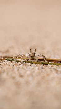 A close-up view of a sand crab blending into the beach environment, showcasing natural camouflage.