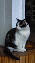 Black and White Cat Sitting Indoors