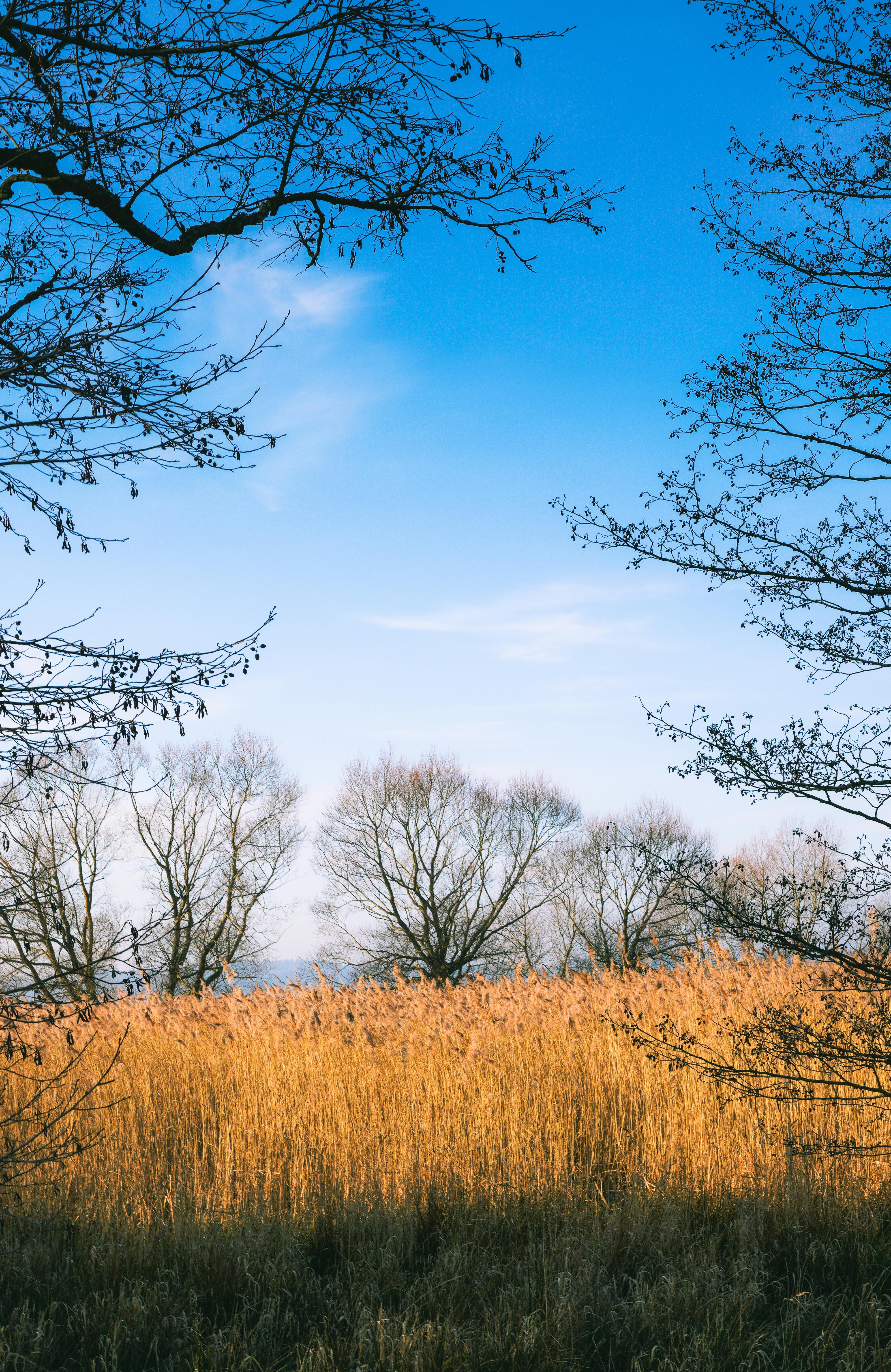 Calm winter scene featuring bare trees and blue sky amidst dry grasses.
