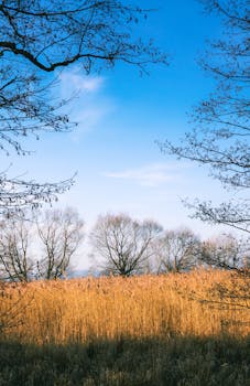 Calm winter scene featuring bare trees and blue sky amidst dry grasses.