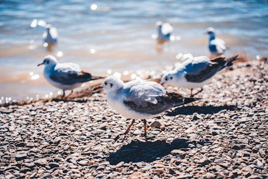 White seagulls walking on a sunny pebble beach near the ocean's edge.