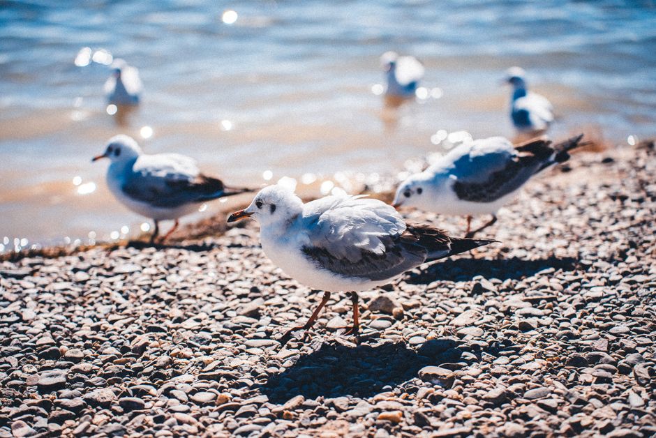 White seagulls walking on a sunny pebble beach near the ocean's edge.