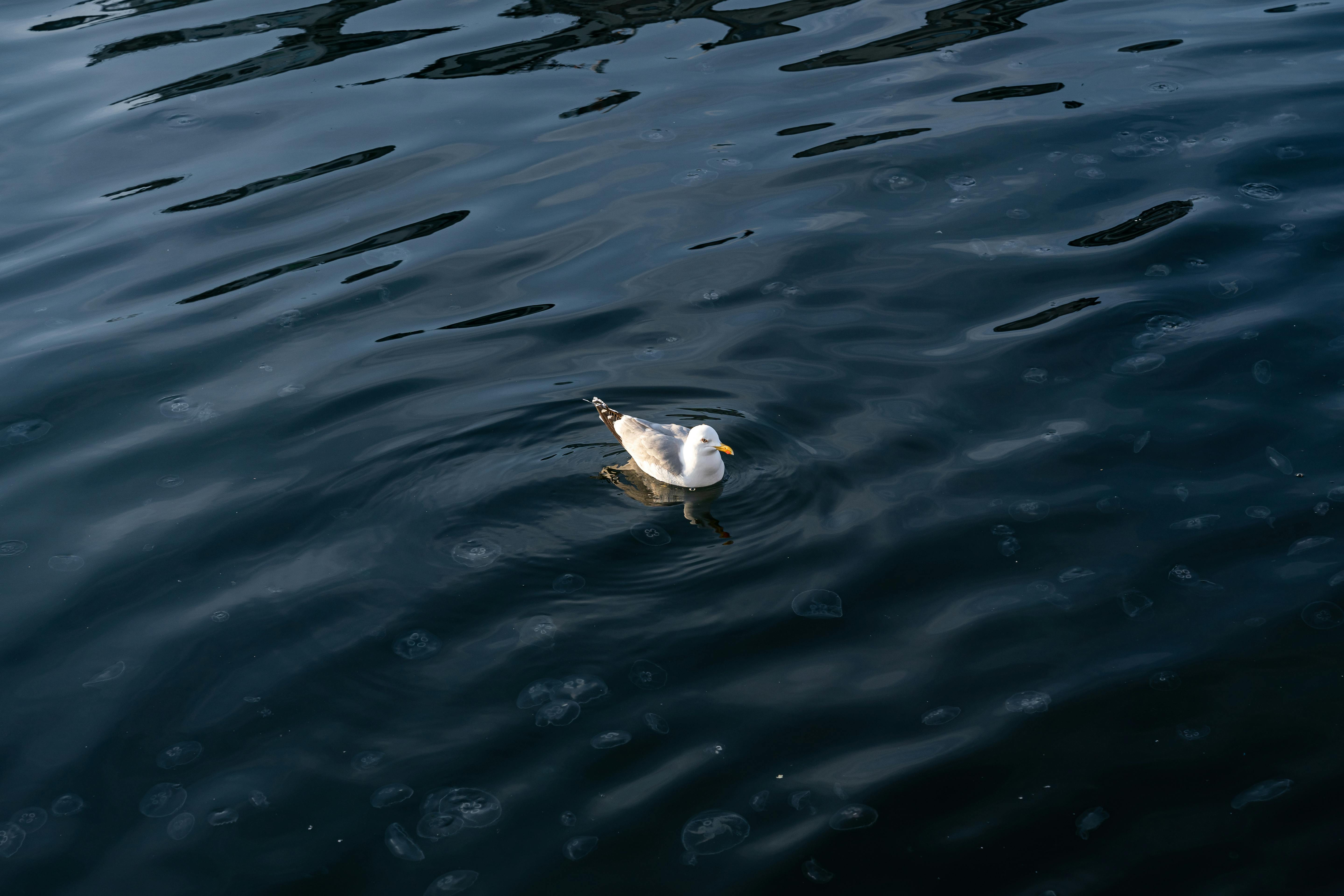 https://www.pexels.com/photo/seagull-floating-on-calm-blue-water-31050301/