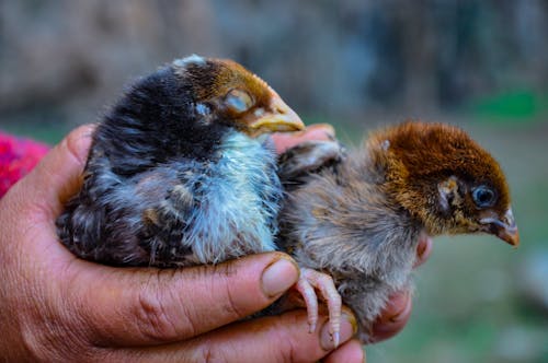 Free stock photo of beautiful animal, birds, birds in hand