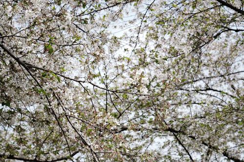Free White cherry blossoms on branches create a natural spring canopy. Stock Photo