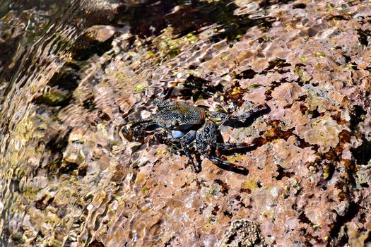 Detailed view of a sea crab perched on a rocky shore in Yelapa, Mexico.