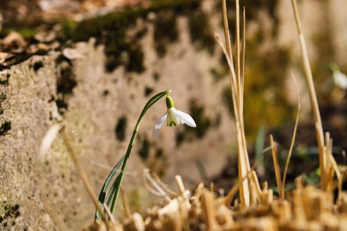 Free A single snowdrop flower blooming in early spring, symbolizing renewal and new beginnings. Stock Photo
