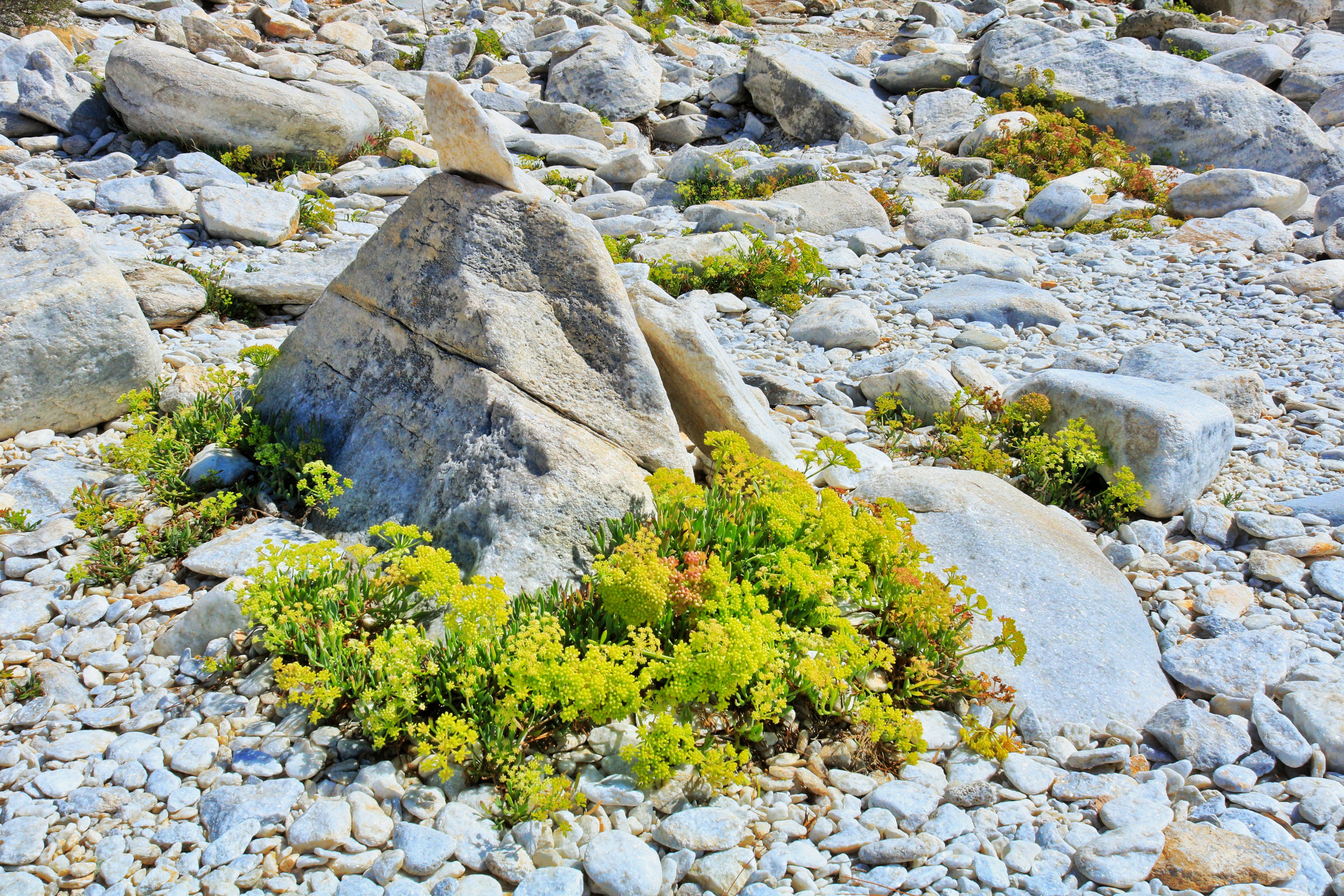 Landschaftsgestaltung mit Natursteinen und Pflanzen