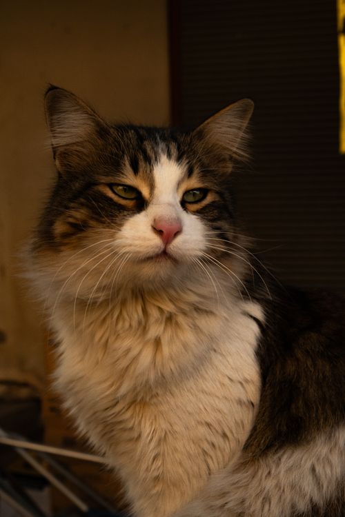 Free Close-up portrait of a majestic Maine Coon cat with a regal pose outdoors during the day. Stock Photo