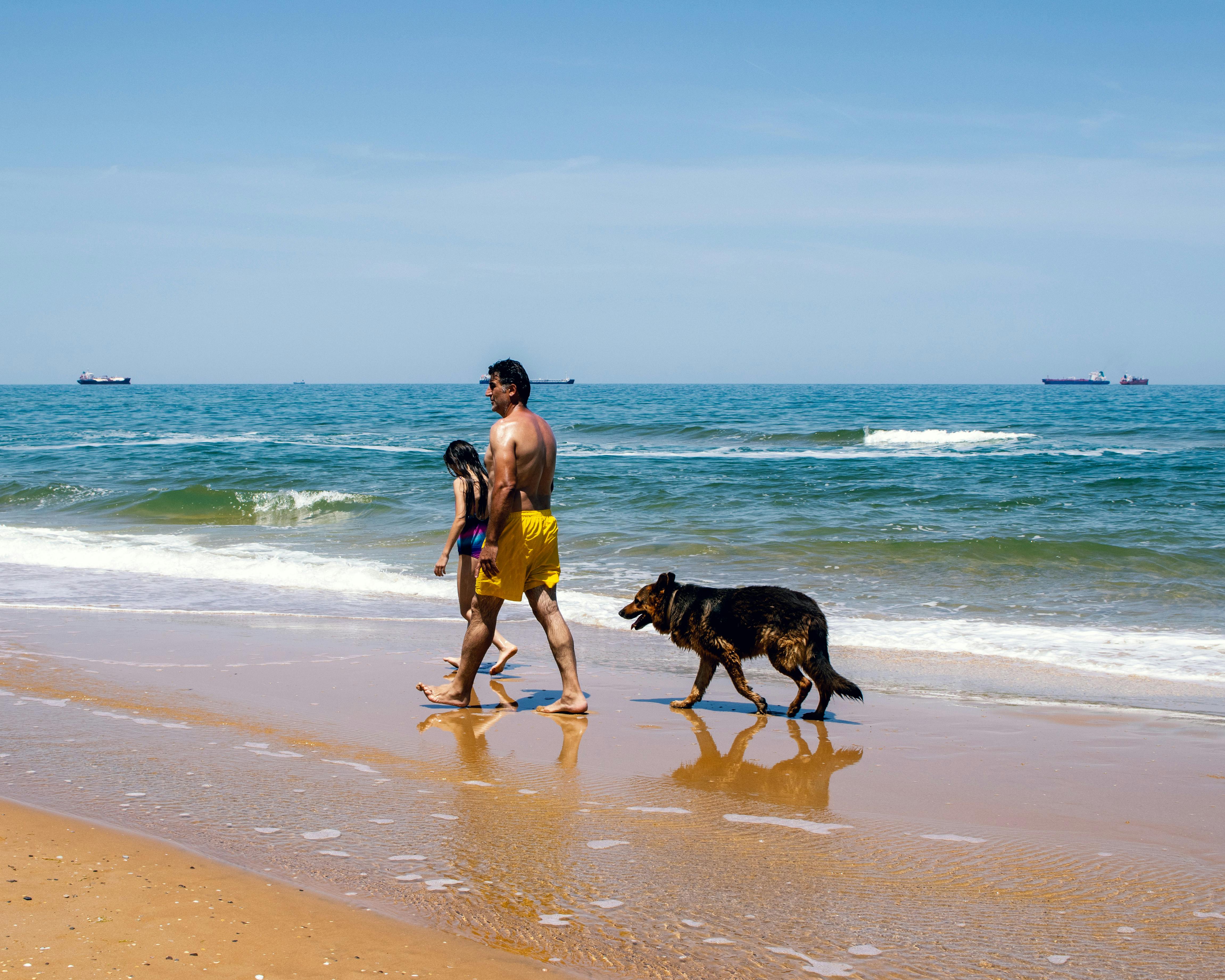 Father and daughter walking with dog on sunny beach. Perfect summer day.